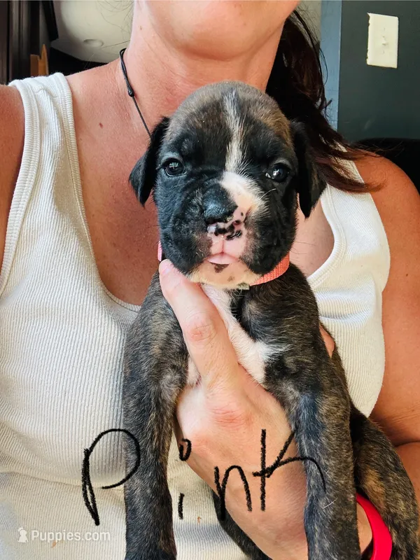 Pink – Boxer puppy for sale in Gainesville, GA