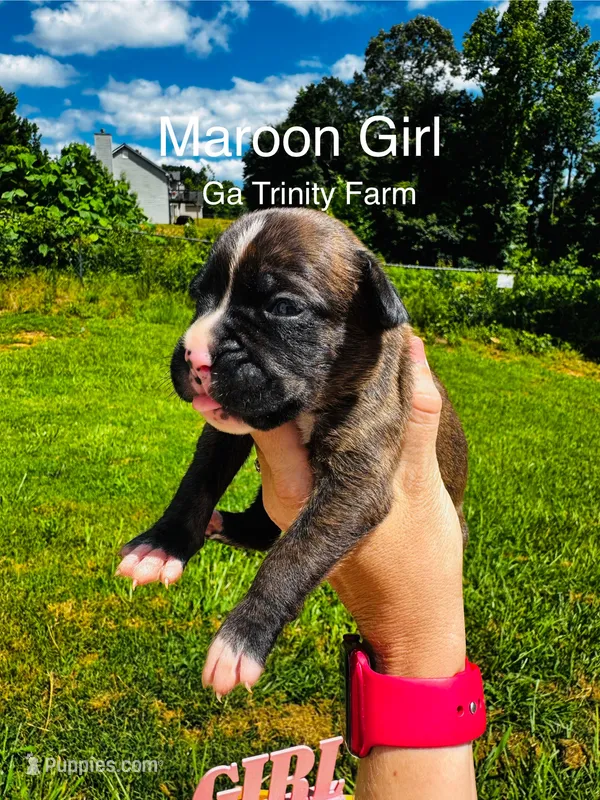 Maroon – Boxer puppy for sale in Gainesville, GA
