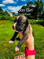 Maroon, a female Boxer for sale in Gainesville, GA – 1 of 2