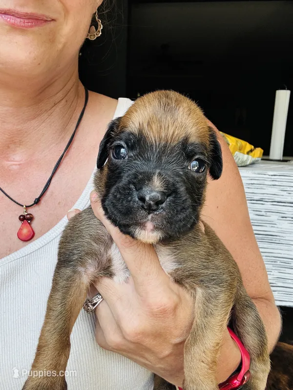 Gray – Boxer puppy for sale in Gainesville, GA