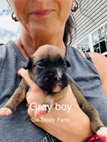 Gray, a male Boxer for sale in Gainesville, GA – 2 of 4
