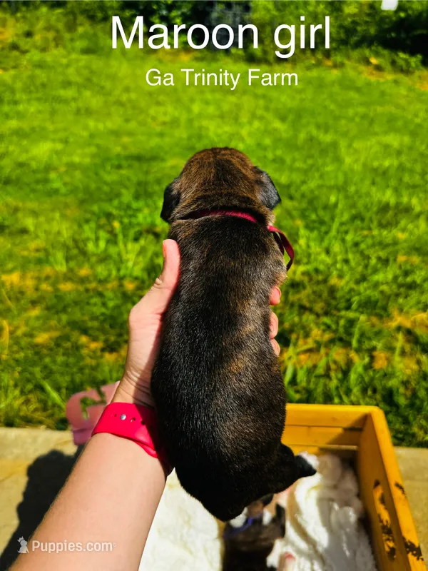 Light purple – Boxer puppy for sale in Gainesville, GA