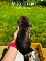 Maroon, a female Boxer for sale in Gainesville, GA – 2 of 2