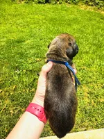 Blue , a male Boxer for sale in Gainesville, GA – 3 of 3