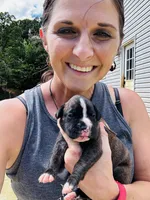 Pink, a female Boxer for sale in Gainesville, GA – 2 of 3