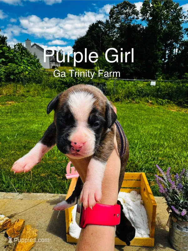 Purple  – Boxer puppy for sale in Gainesville, GA