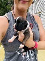 Red, a male Boxer for sale in Gainesville, GA – 3 of 3