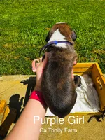 Purple , a female Boxer for sale in Gainesville, GA – 2 of 3