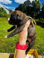 Pink, a female Boxer for sale in Gainesville, GA – 3 of 3