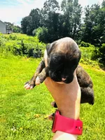 Blue , a male Boxer for sale in Gainesville, GA – 2 of 3