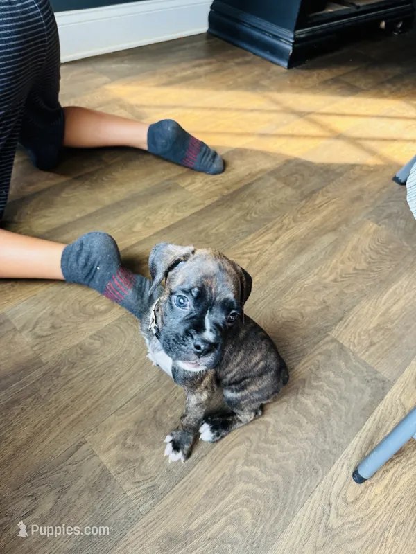 White – Boxer puppy for sale in Gainesville, GA