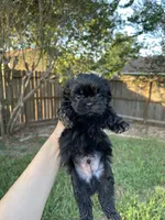 Mack, a male Shih Tzu for sale in Spring, TX – 1 of 4