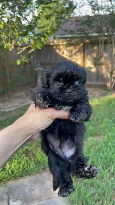 George, a male Shih Tzu for sale in Spring, TX – 3 of 3