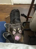 Mace, a male French Bulldog for sale in Spring, TX – 2 of 6