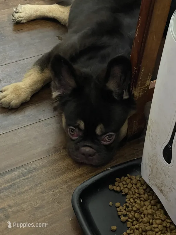 Mace – French Bulldog puppy for sale in Spring, TX