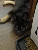 Mace, a male French Bulldog for sale in Spring, TX – 1 of 6
