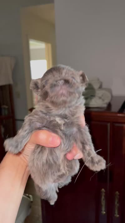 Grayson, a female Shih Tzu for sale in Spring, TX – 5 of 5