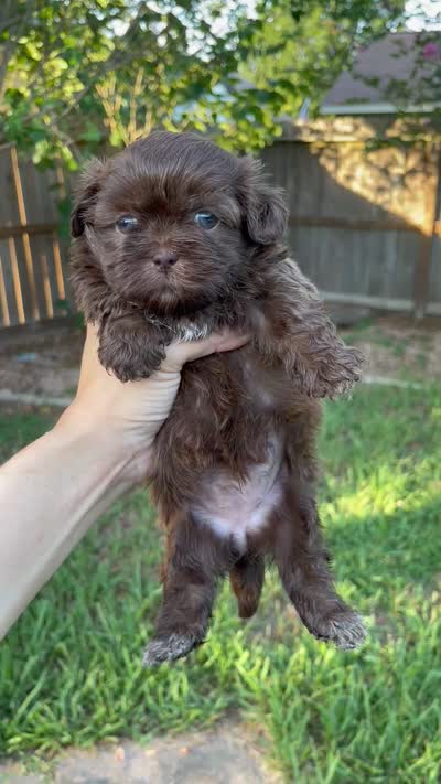 Poopsie, a female Shih Tzu for sale in Spring, TX – 3 of 3