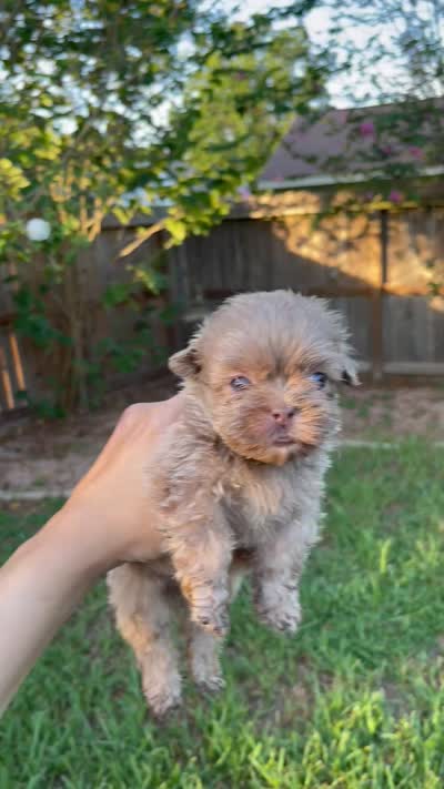 Cinnabon , a male Shih Tzu for sale in Spring, TX – 3 of 3