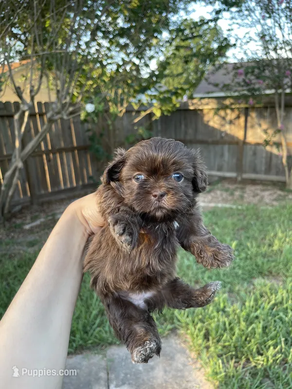 Poopsie – Shih Tzu puppy for sale in Spring, TX