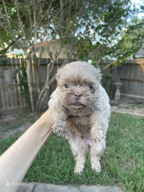 Cinnabon  – Shih Tzu puppy for sale in Spring, TX