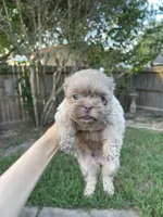 Cinnabon , a male Shih Tzu for sale in Spring, TX – 1 of 3