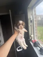 Wolfy , a male Shih Tzu for sale in Spring, TX – Photo 1 of 3