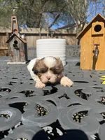 Wolfy , a male Shih Tzu for sale in Spring, TX – Photo 2 of 3