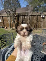 Wolfy , a male Shih Tzu for sale in Spring, TX – Photo 3 of 3