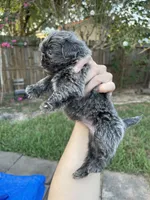 Grayson Gray Coat *RARE, a female Shih Tzu for sale in Spring, TX – 3 of 9
