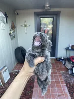 Grayson, a female Shih Tzu for sale in Spring, TX – 4 of 5