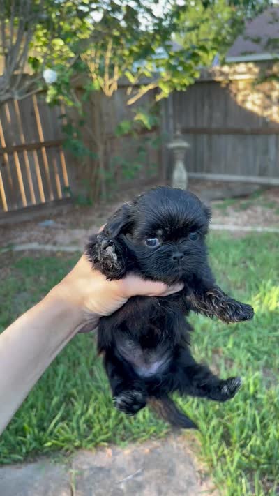 Onyx, a female Shih Tzu for sale in Spring, TX – 3 of 3