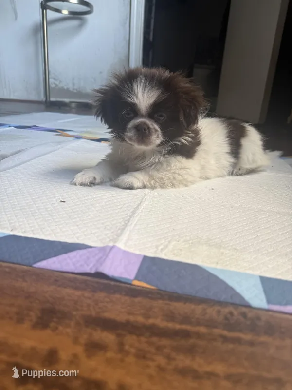 Sensa – Shih Tzu puppy for sale in Spring, TX