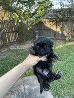 George, a male Shih Tzu for sale in Spring, TX – 1 of 3