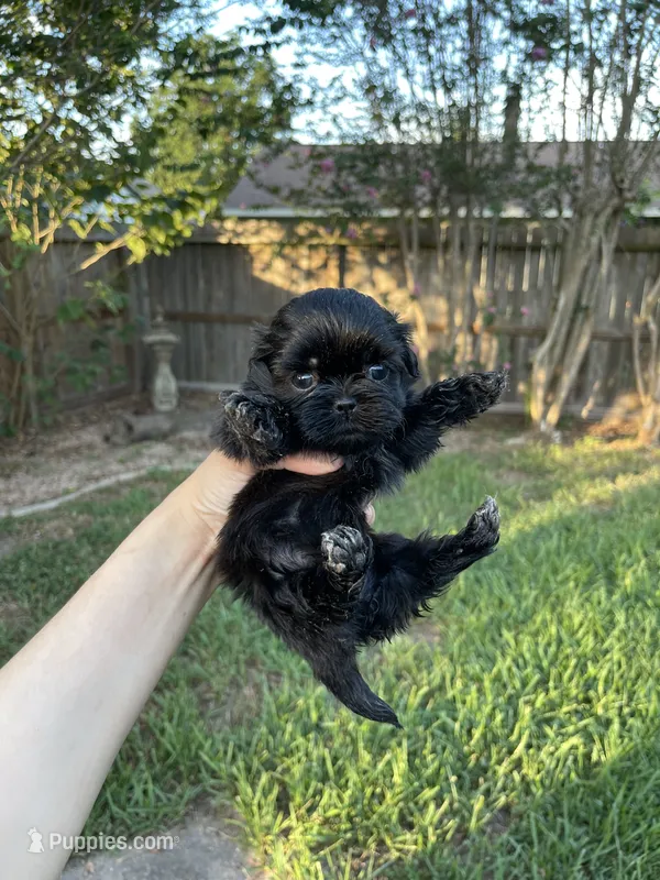 Onyx – Shih Tzu puppy for sale in Spring, TX