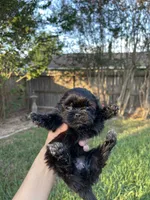 Onyx, a female Shih Tzu for sale in Spring, TX – 2 of 3