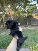 Mack, a male Shih Tzu for sale in Spring, TX – 3 of 4