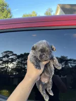 Grayson, a female Shih Tzu for sale in Spring, TX – 2 of 5