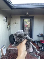 Grayson, a female Shih Tzu for sale in Spring, TX – 1 of 5