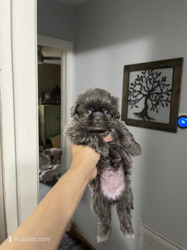 Grayson Gray Coat *RARE – Shih Tzu puppy for sale in Spring, TX