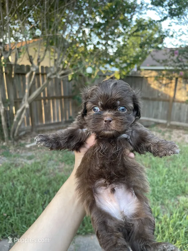 Poopies – Shih Tzu puppy for sale in Spring, TX