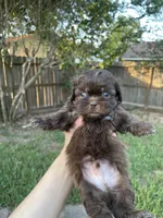 Poopies, a male Shih Tzu for sale in Spring, TX – 1 of 3