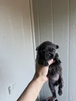 Grayson, a female Shih Tzu for sale in Spring, TX – 3 of 5