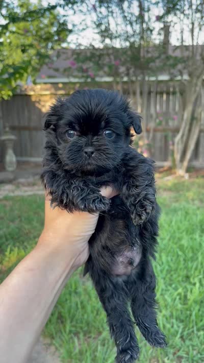 George, a male Shih Tzu for sale in Spring, TX – 2 of 3