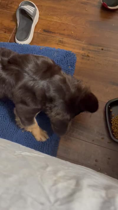 Mace, a male French Bulldog for sale in Spring, TX – 3 of 6