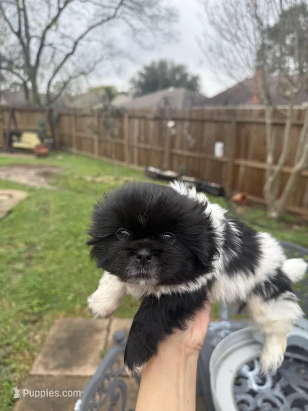Wun Wun, a male Shih Tzu for sale in Spring, TX – Photo 1 of 1