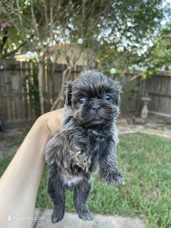 Grayson – Shih Tzu puppy for sale in Spring, TX