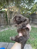 Poopies, a male Shih Tzu for sale in Spring, TX – 2 of 3