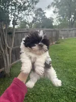 Machiek, a female Shih Tzu for sale in Spring, TX – Photo 4 of 4