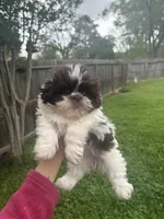 Machiek, a female Shih Tzu for sale in Spring, TX – Photo 2 of 4